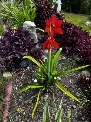 a red flower in the middle of a garden at Zafira Luxe in Road Town