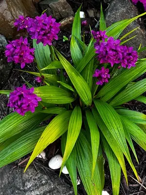a plant with purple flowers on top of rocks at Zafira Luxe in Road Town