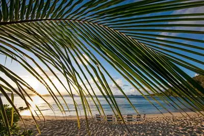 a leafy palm tree on a beach with the ocean at BEACHCOMBER VILLA in Virgin Gorda