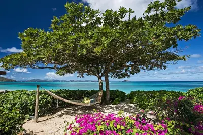 a hammock under a tree on a beach with flowers at BEACHCOMBER VILLA in Virgin Gorda