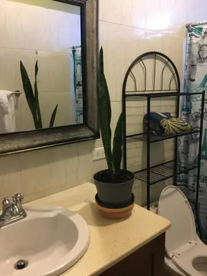 a potted plant sitting on a bathroom counter next to a sink at Abigail's Spectacular 2 bedrooms-Entire Apartment in Tortola Island